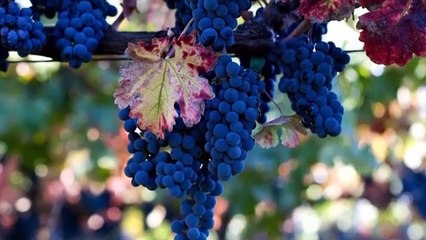 Puiu Nastase- ce dulce- i vinul(Mai badita,Petre,mai)