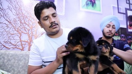 Rottweiler kennel