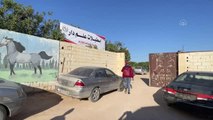 Libya'da safkan Arap atı mezadı