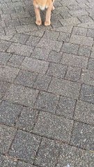 Never but you can't get close to him (Like & Subscribe) |  قط ولكن مختلف تماما 