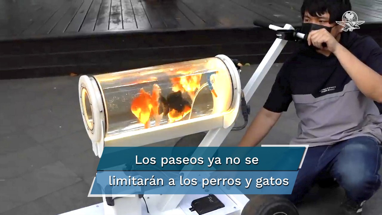 Youtuber crea pecera carriola para sacar a pasear a sus peces