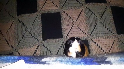 CAVIA PORCELLUS PARSLEY 20210506_064145