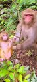 Baby monkey newborn cute animals and Mom  5