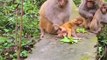 Baby monkeys walk by themselves