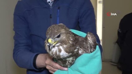 Arazide bitkin halde bulunan doğan tedavi edildi