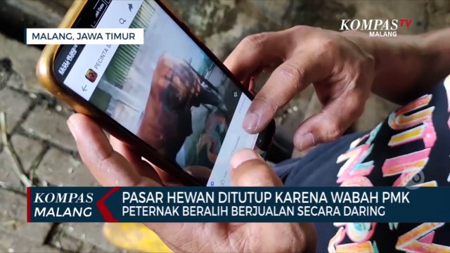 Putar Otak Karena Pasar Hewan Tutup Imbas Wabah PMK, Peternak Jual Sapi Secara Online
