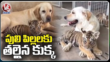 Dog Raising Three Tiger Cubs Abandoned by Their Mother | V6 News