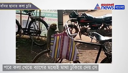 Baby monkey stealing banana from a bag in Bankura