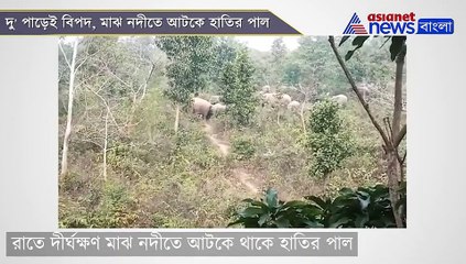 Elephants got trapped in the middle of a river in Bankura