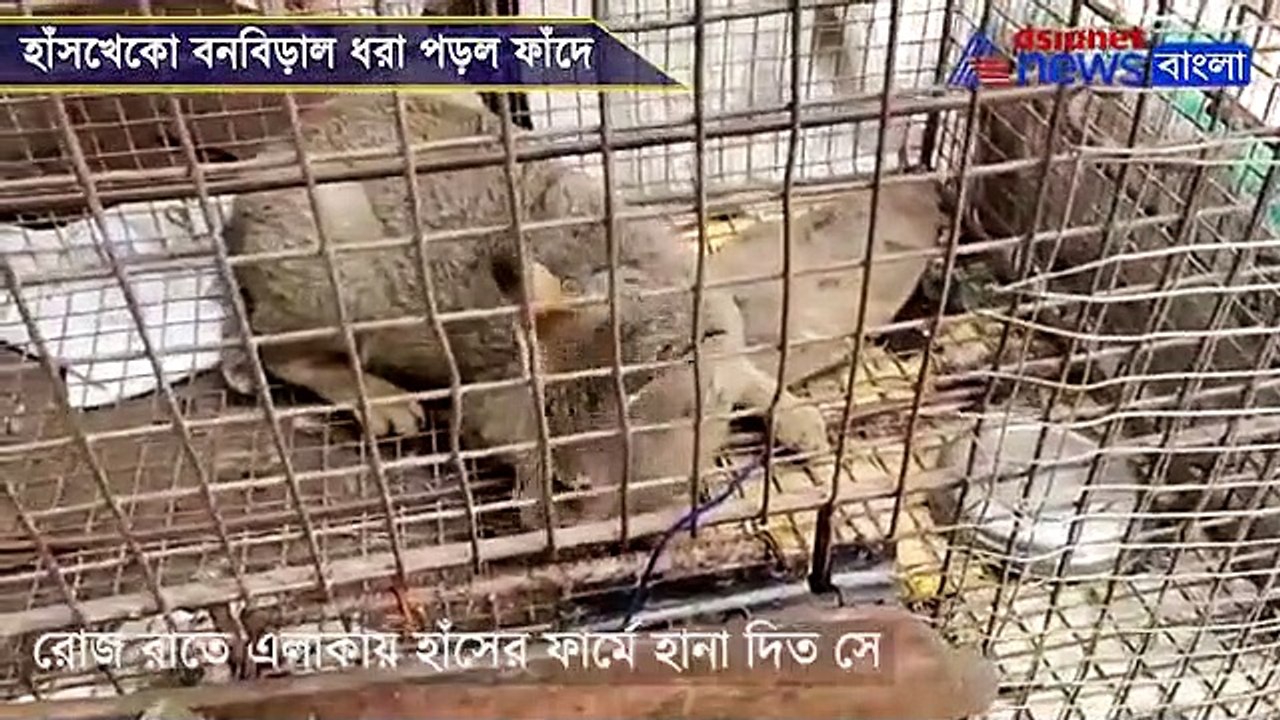 Wild cat caught in Nadia
