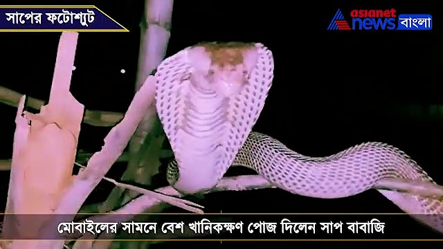ক্যামেরার সামনে পোজ দিচ্ছে বিষধর সাপ, ভাইরাল হল  ভিডিও