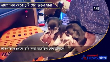 34 dogs of special breed stolen from Noida hospital