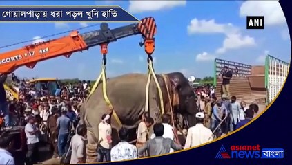 Wild elephant that killed 5 people caught in Assams Goalpara