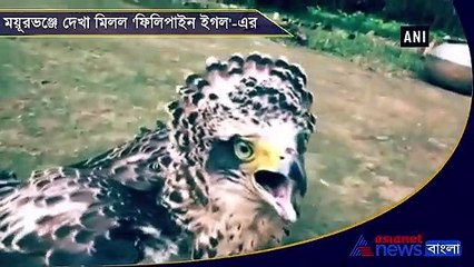 Rarest bird species Philippine Eagle rescued in Odishas Mayurbhanj