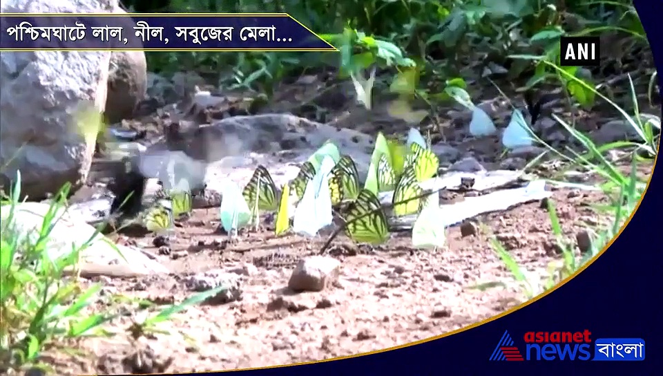 পশ্চিমঘাটে এখন রঙের মেলা, শীতের আগমনীতে  ভিড় জমাচ্ছে প্রজাপতির দল
