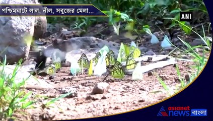 Butterflies begin their seasonal migration to Western Ghats