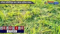 Elephants destroy huge quantity of paddy in Paschim Medinipore