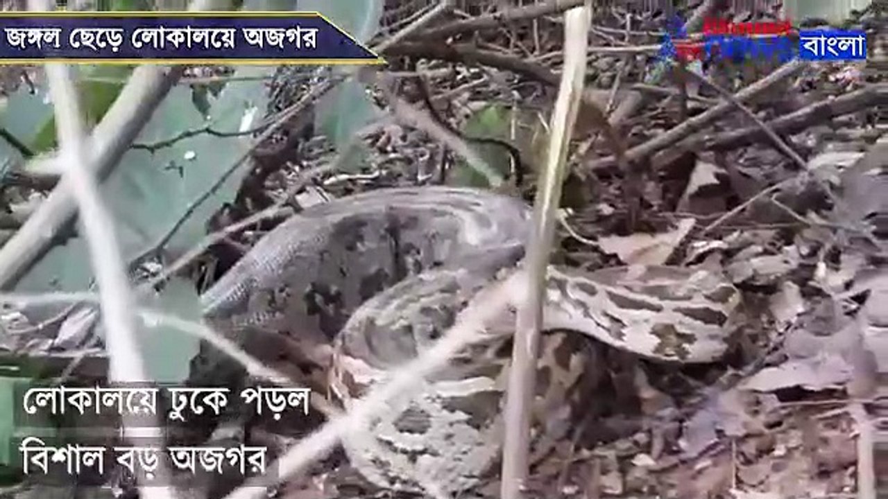 Python left the jungle and went to the locality