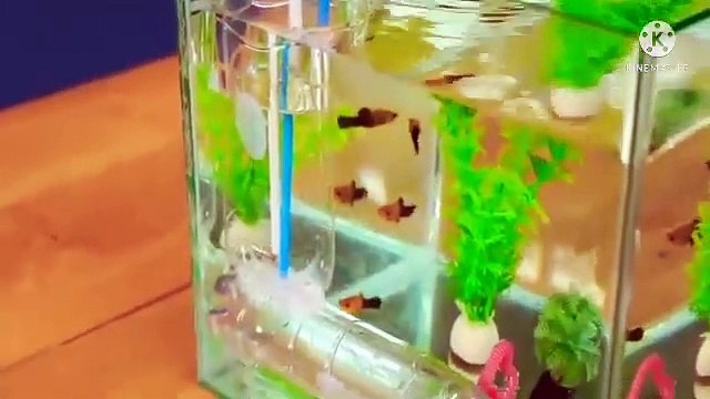 Tutorial cara membuat aquarium dengan mudah dan praktis