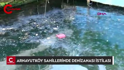 Arnavutköy sahillerinde denizanası istilası