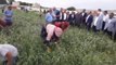 Milletvekili Erdoğan 'Çiftçiler Günü'nü tarlada kutladı