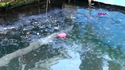 İstanbul Boğazı'nda müsilajdan sonra yeni kabus