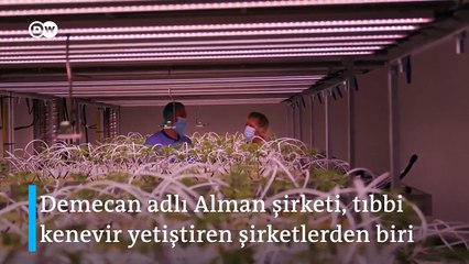 Almanya esrarı tamamen yasallaştırmaya hazırlanıyor