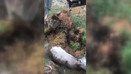 Çamura saplanan inek itfaiye ekiplerince kurtarıldı
