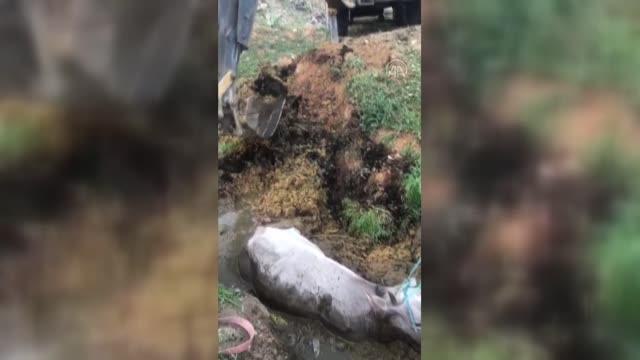 Çamura saplanan inek itfaiye ekiplerince kurtarıldı
