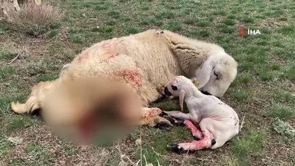 Meraya giden koyun doğurdu, ortaya renkli görüntüler çıktı