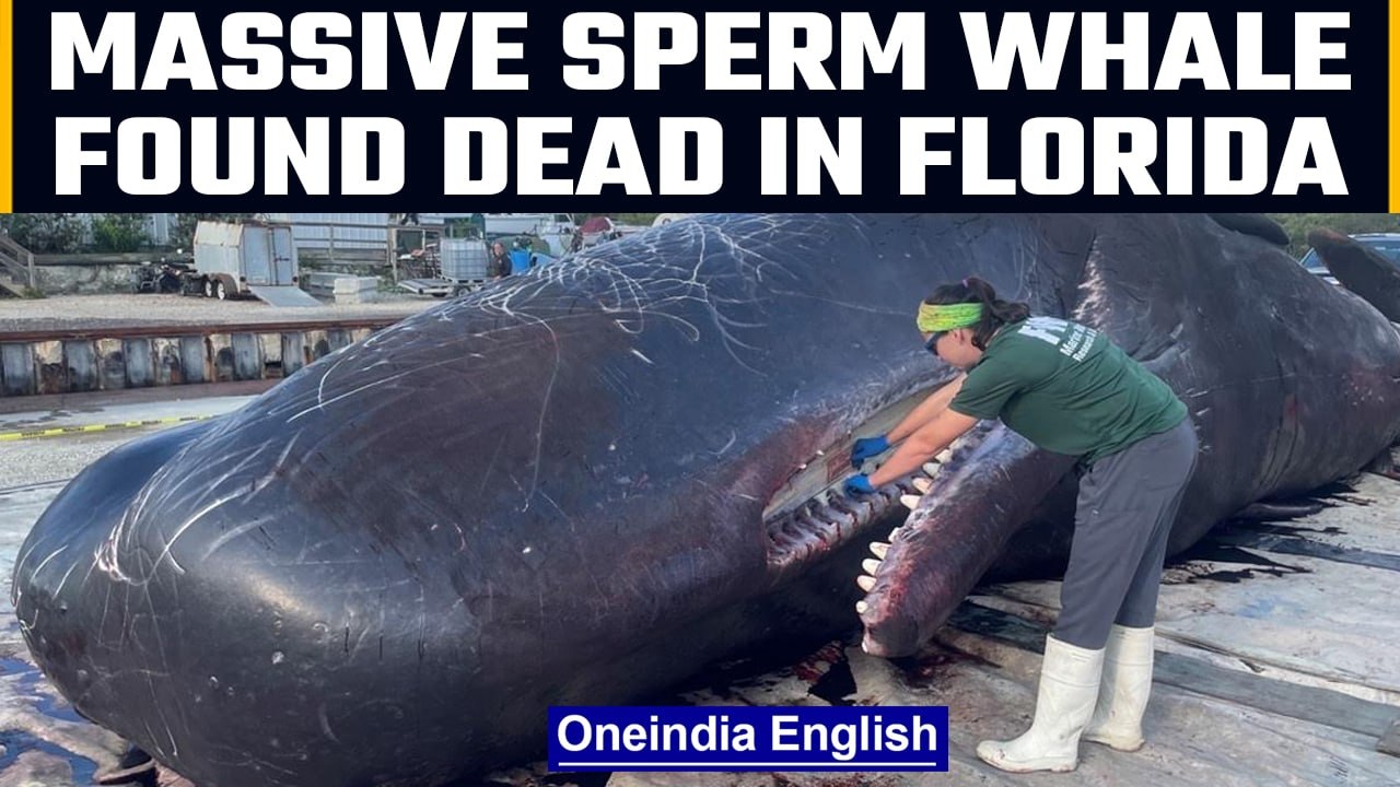 A massive sperm whale found dead off the coast of Florida, plastic found in stomach | OneIndia News