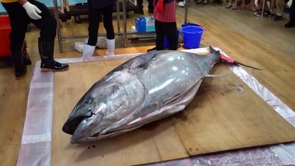 Showing Skills Cutting Kings Fish Bluefin in China