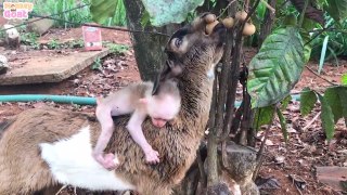 Baby goat helps baby monkey get fruit from the tree