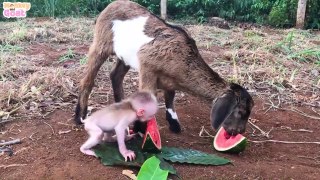 Baby monkey and goat scramble watermelon