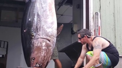 Fishing For Monster Giant Bluefin