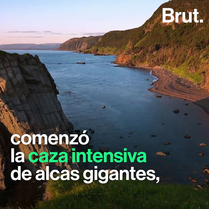 Así desapareció el alca gigante
