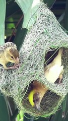 Birds build their nest