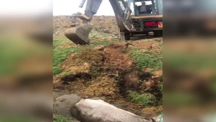 Son dakika haber | BİNGÖL'DE ÇAMURA SAPLANAN İNEĞİ İTFAİYE KURTARDI