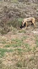 Coyote Takes Down Large Snake