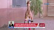Giraffe, binigyan ng leg braces para maisaayos ang paglalakad | UB
