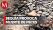 En Guerrero, pescadores reportan muerte de miles de mojarras por sequía en presa Andrés Figueroa