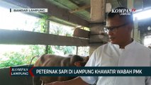 Peternak Sapi di Lampung Khawatir Wabah PMK