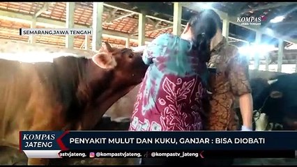 Penyakit Mulut dan Kuku, Ganjar : Bisa Diobati