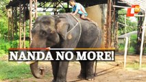 Bhubaneswar: Elephant ‘Nanda’ Of Nandankanan Zoo No More