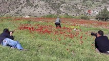 Büyüleyen gelincikler görsel şölen oluşturdu