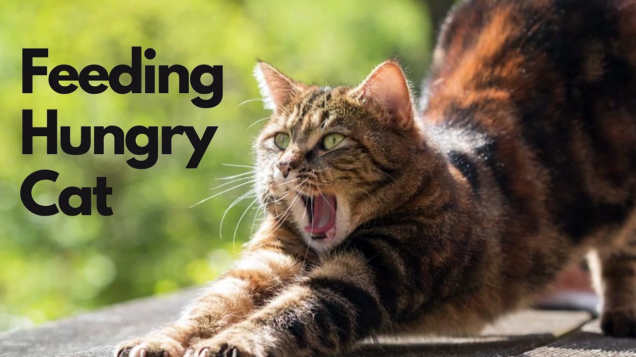 Feeding Cat | Hungry Cat Eating Food Video By Kingdom Of Awais