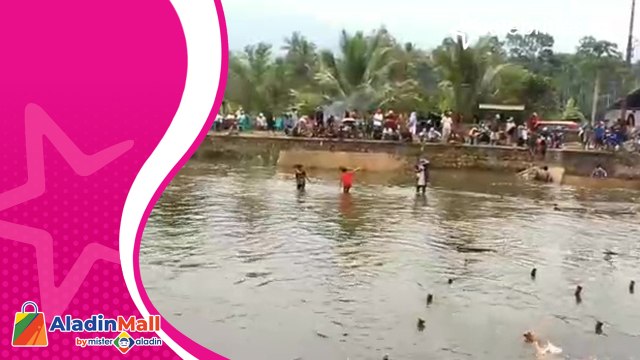 Dua Tahun Vakum, Tradisi Menangkap Ikan Larangan Kembali Digelar Warga Pasaman