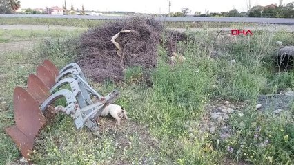 DÖŞEMEALTI'NDA ŞÜPHELİ KÖPEK ÖLÜMLERİ