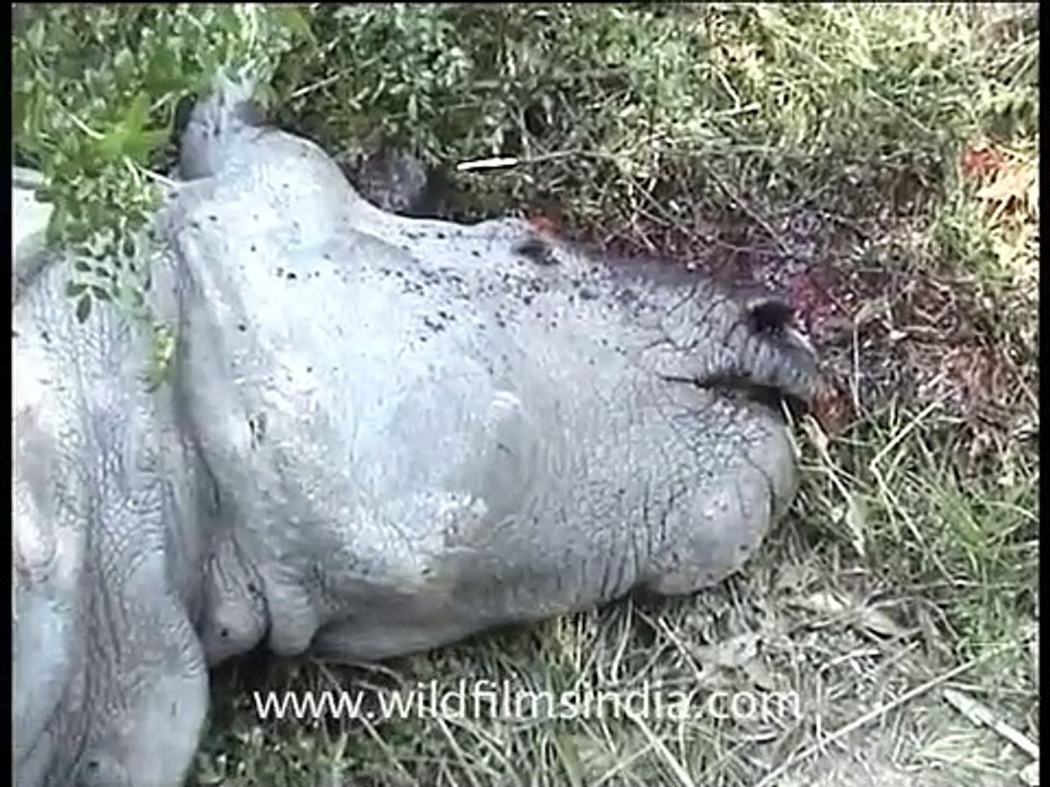Poachers killed this rhino, for its horn!