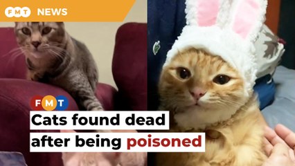 Celebrity cat and friends die after being poisoned